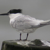 Sandwich Tern